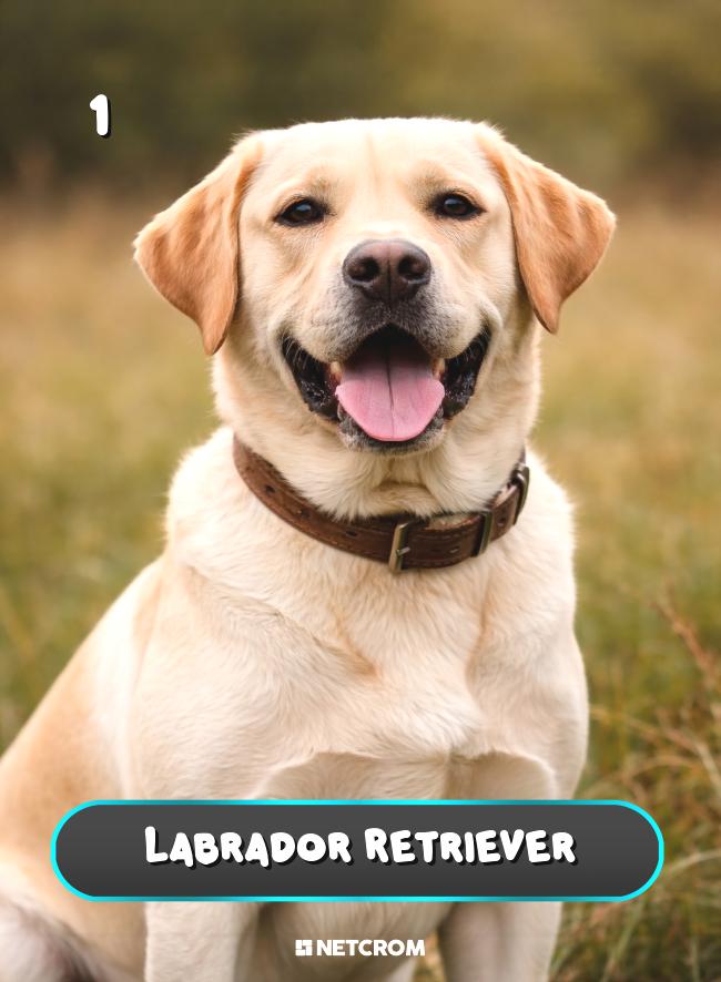 Labrador Retriever