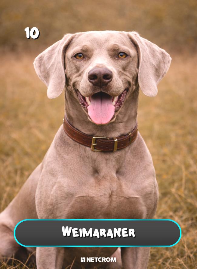 Weimaraner
