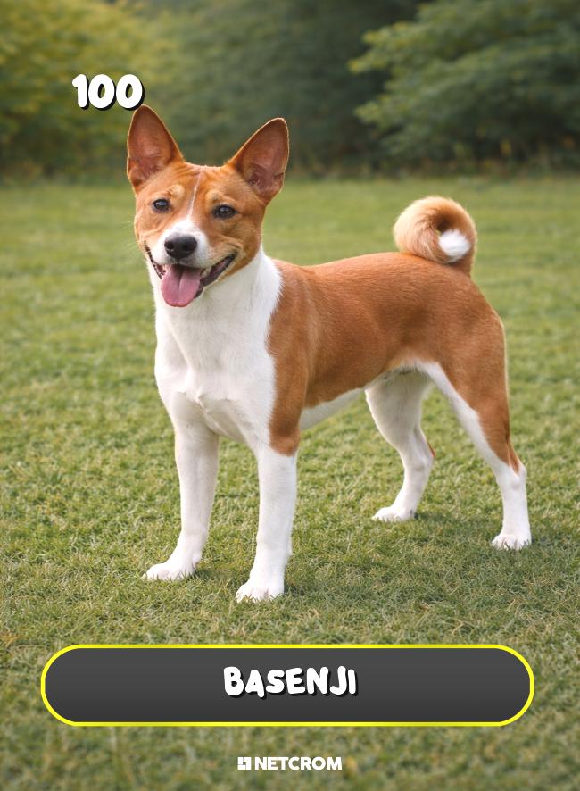 Basenji