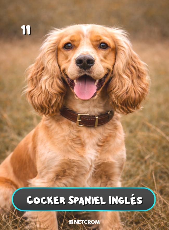 Cocker Spaniel Inglés