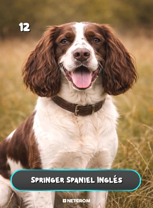 Springer Spaniel Inglés