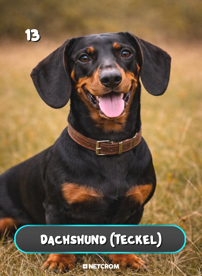 Dachshund (Teckel)