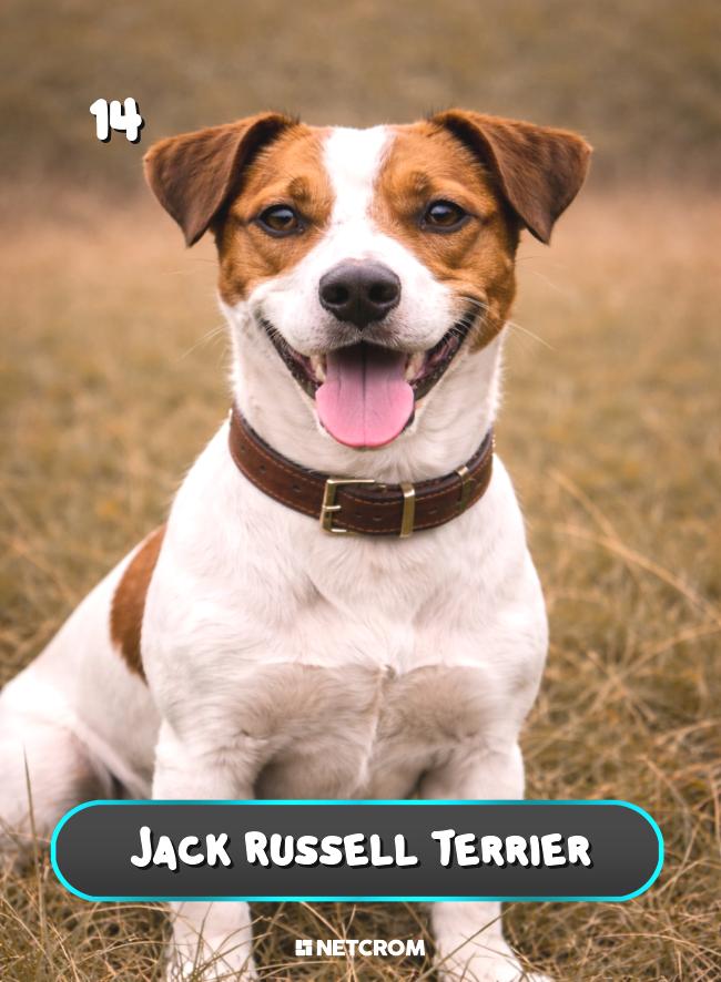 Jack Russell Terrier