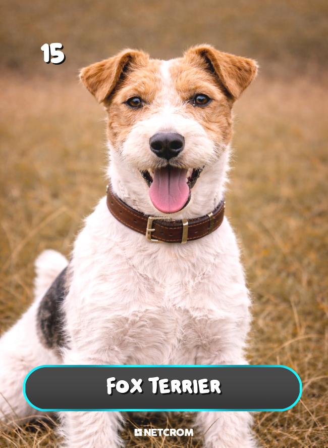 Fox Terrier