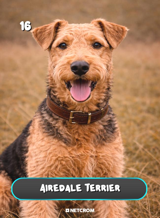Airedale Terrier