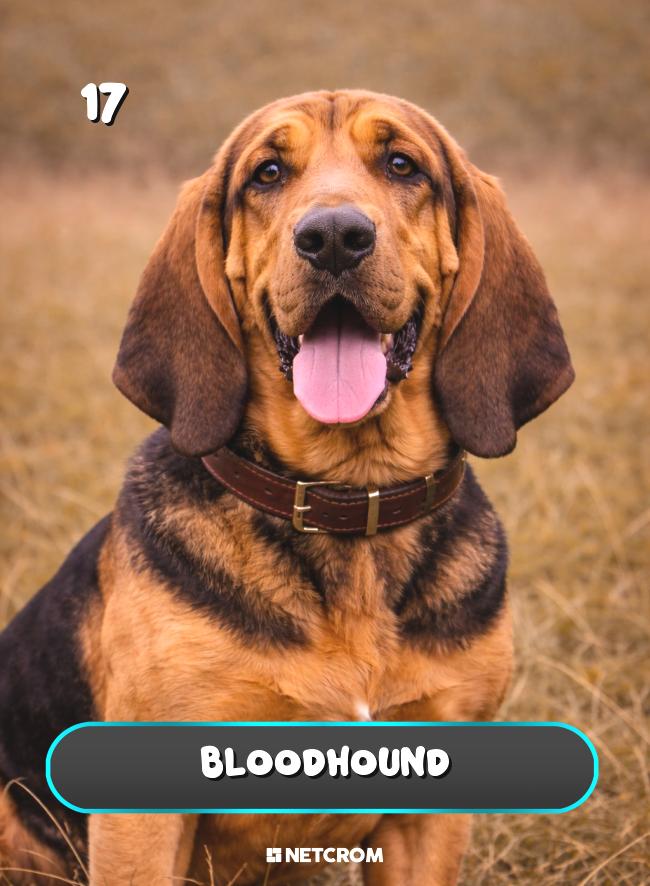 Bloodhound