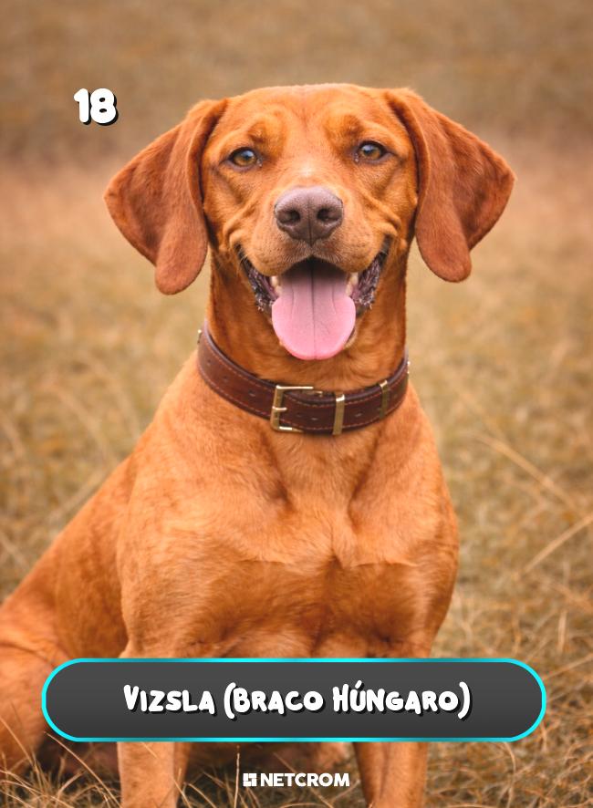 Vizsla (Braco Húngaro)