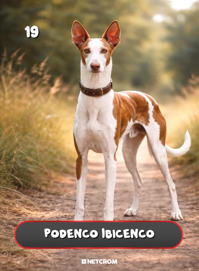Podenco Ibicenco