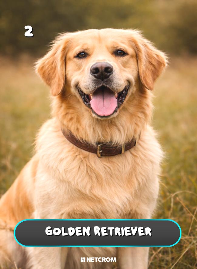Golden Retriever