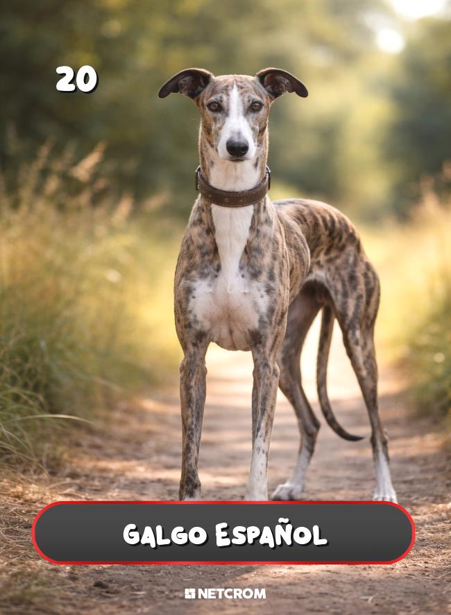 Galgo Español