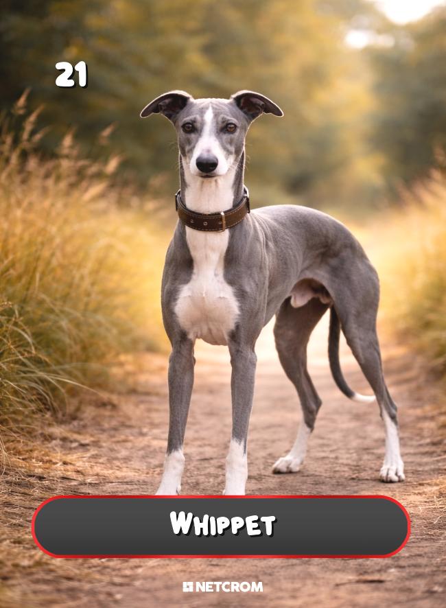 Whippet