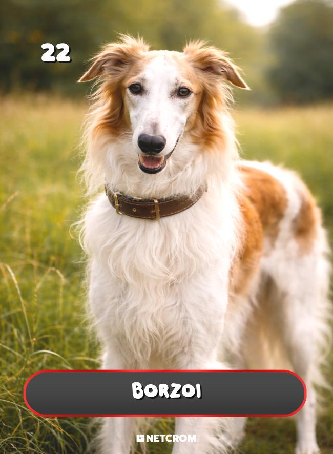 Borzoi