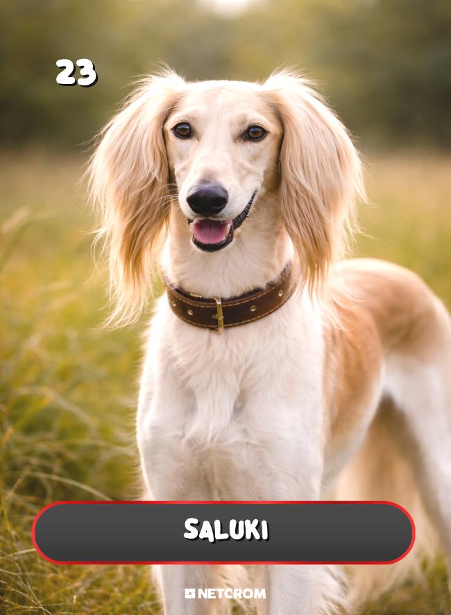 Saluki