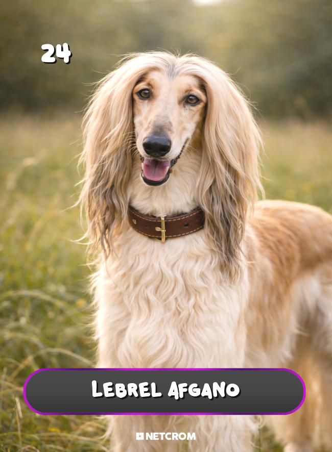 Lebrel Afgano