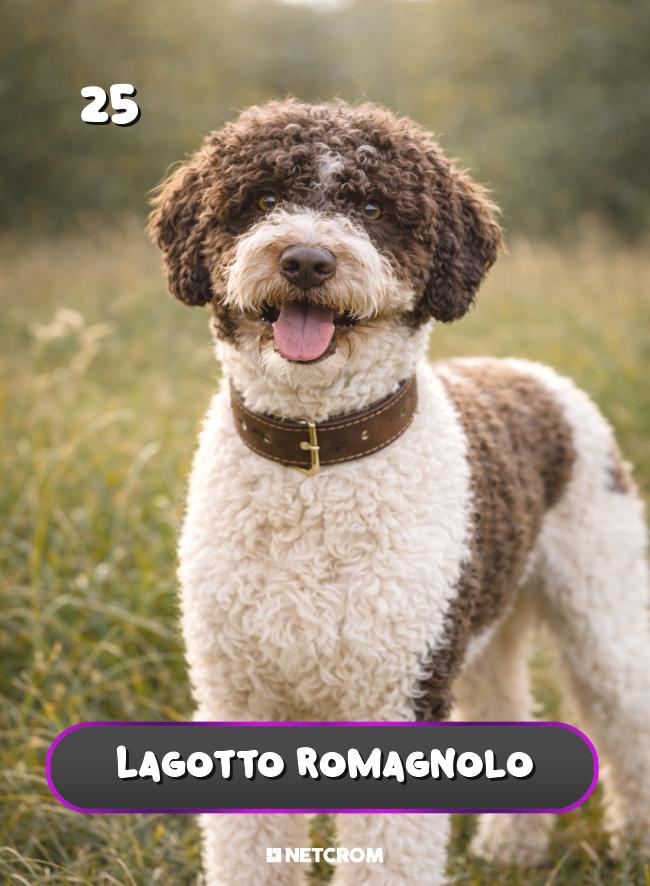 Lagotto Romagnolo