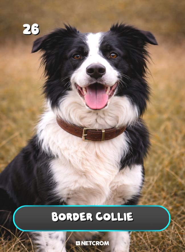 Border Collie