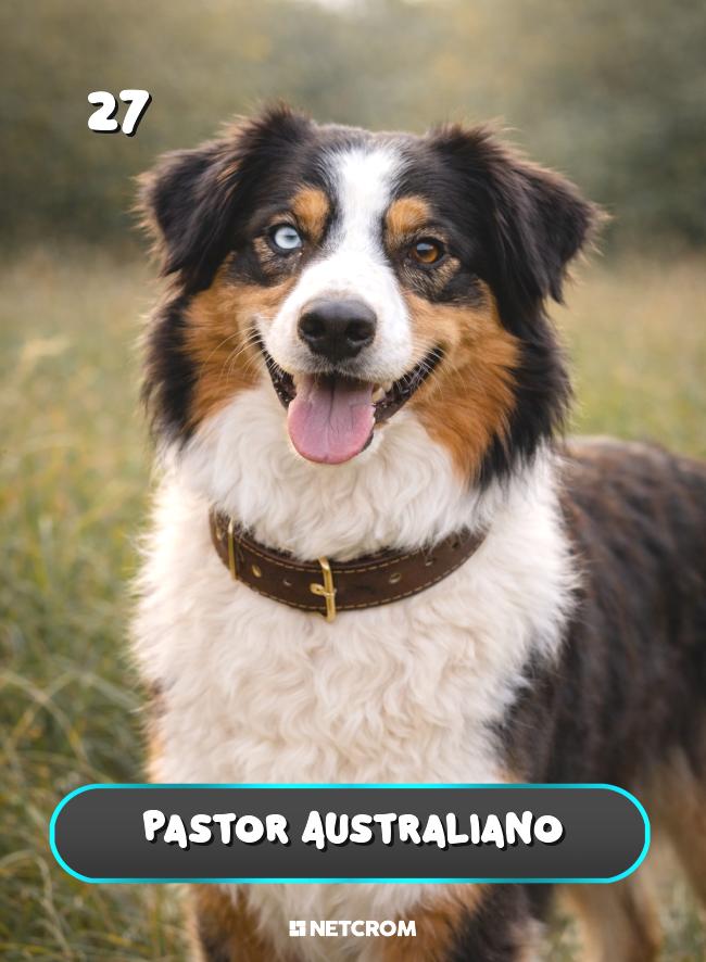 Pastor Australiano