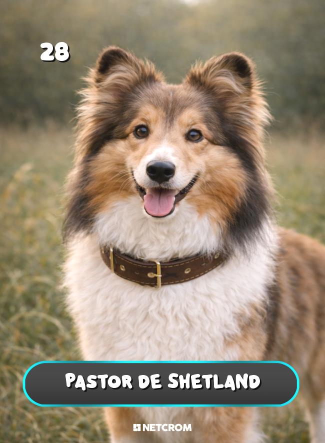 Pastor de Shetland
