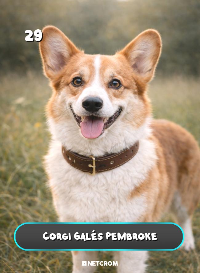 Corgi Galés Pembroke