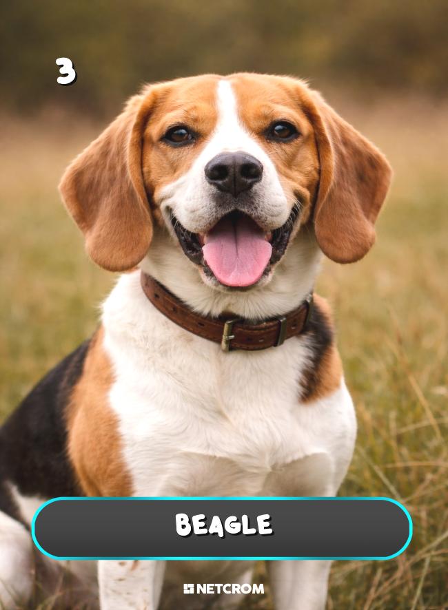 Beagle