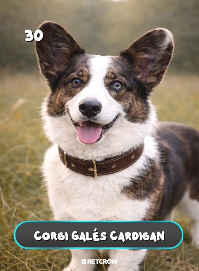 Corgi Galés Cardigan