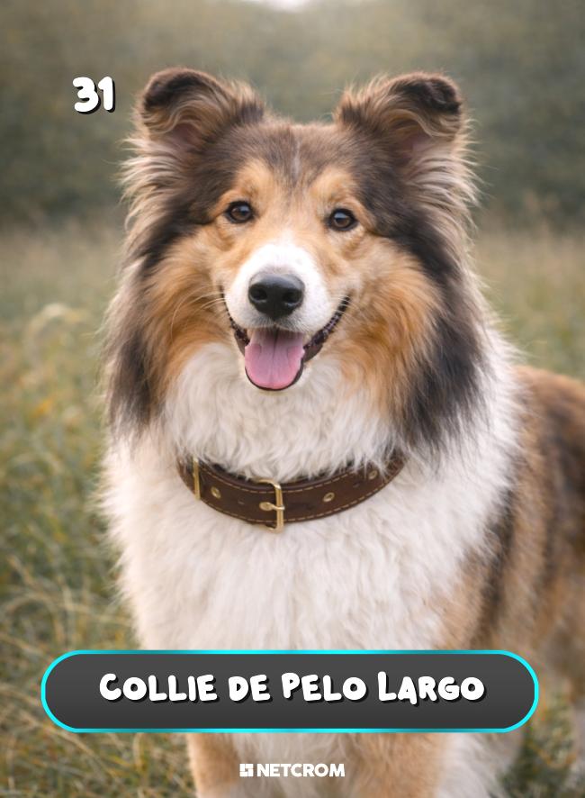 Collie de Pelo Largo