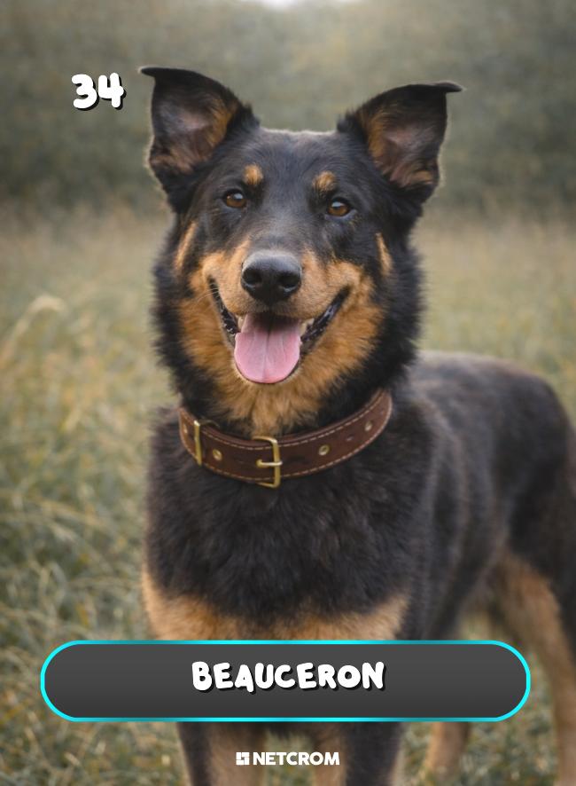 Beauceron