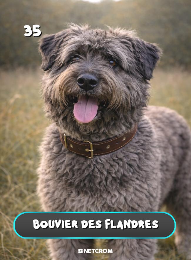 Bouvier des Flandres