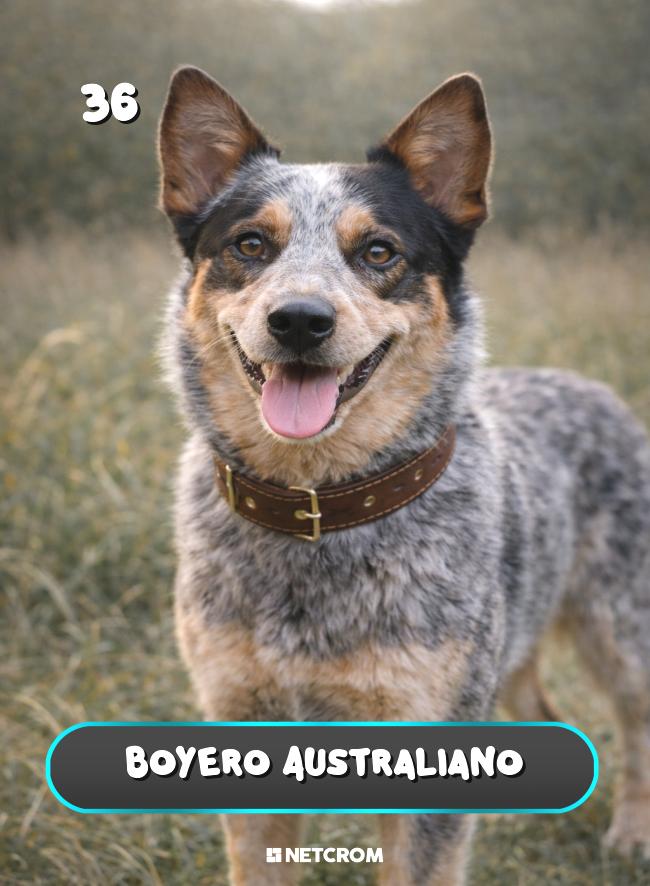 Boyero Australiano