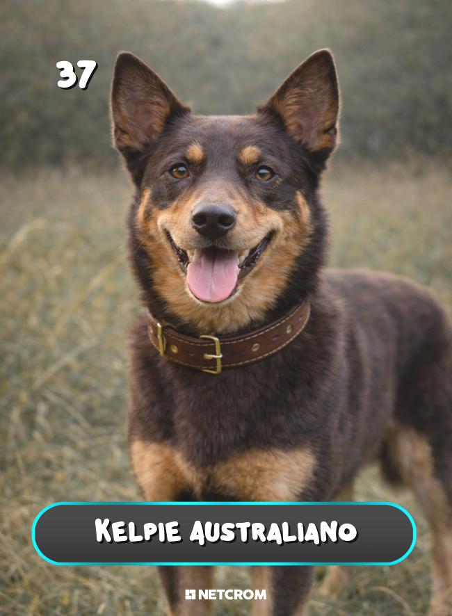 Kelpie Australiano