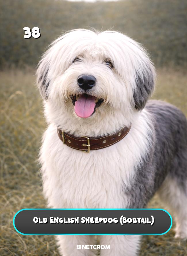 Old English Sheepdog (Bobtail)
