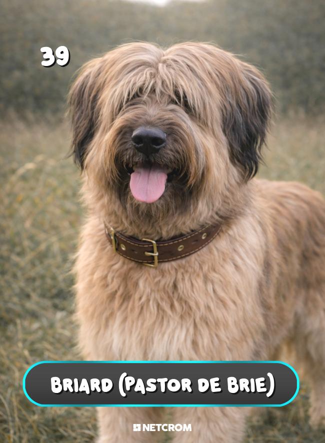 Briard (Pastor de Brie)