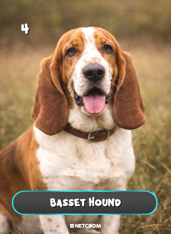 Basset Hound