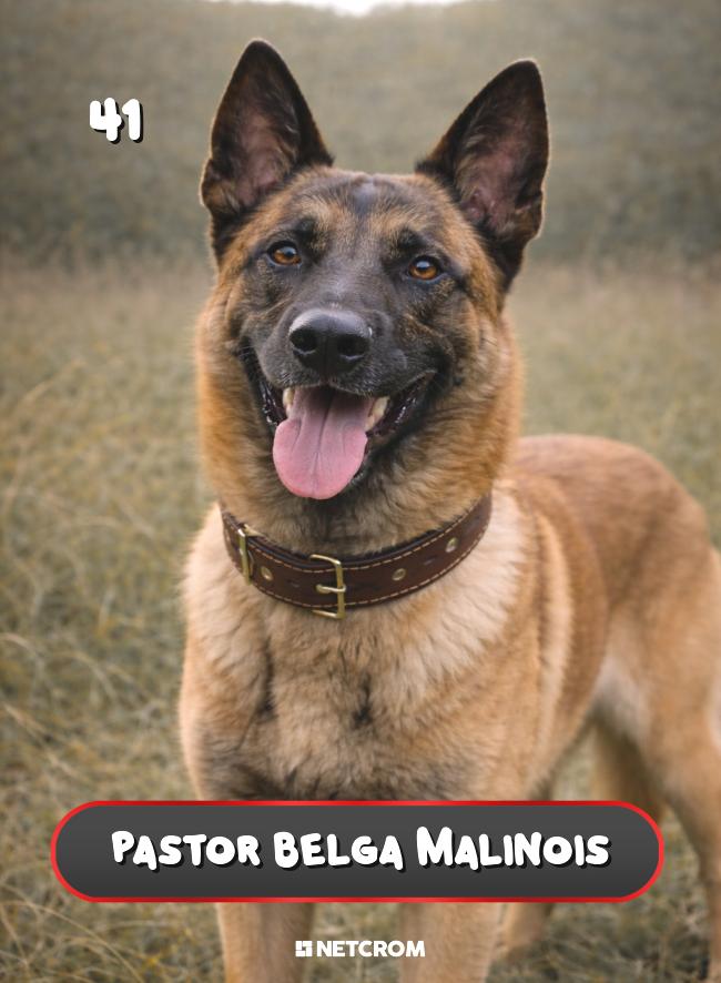 Pastor Belga Malinois