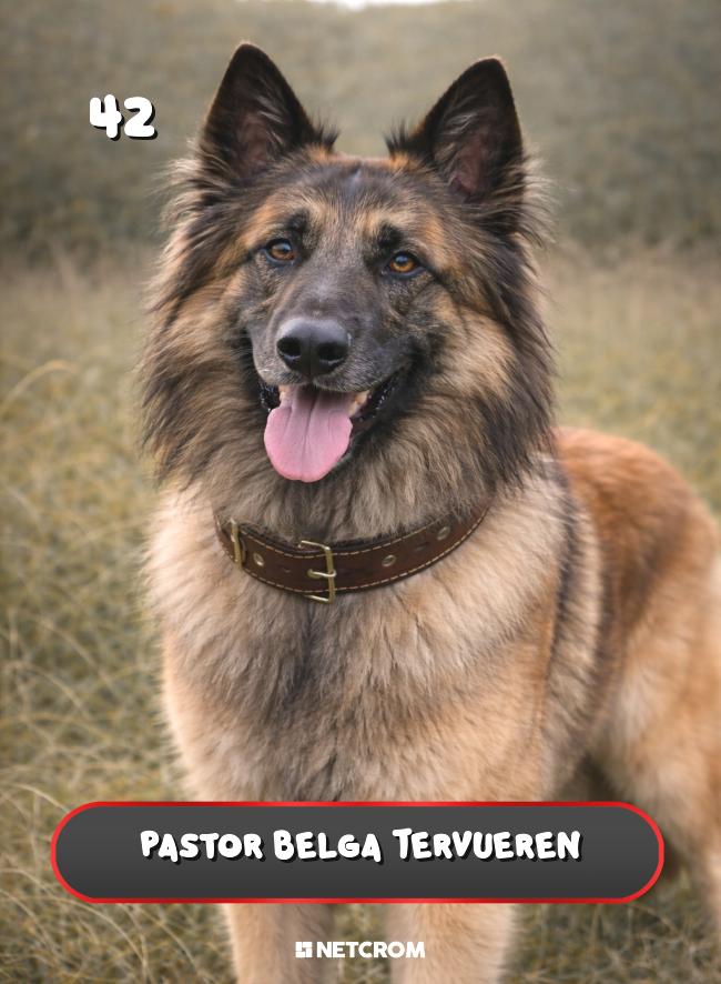 Pastor Belga Tervueren