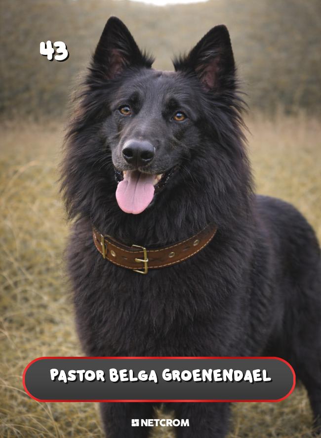 Pastor Belga Groenendael