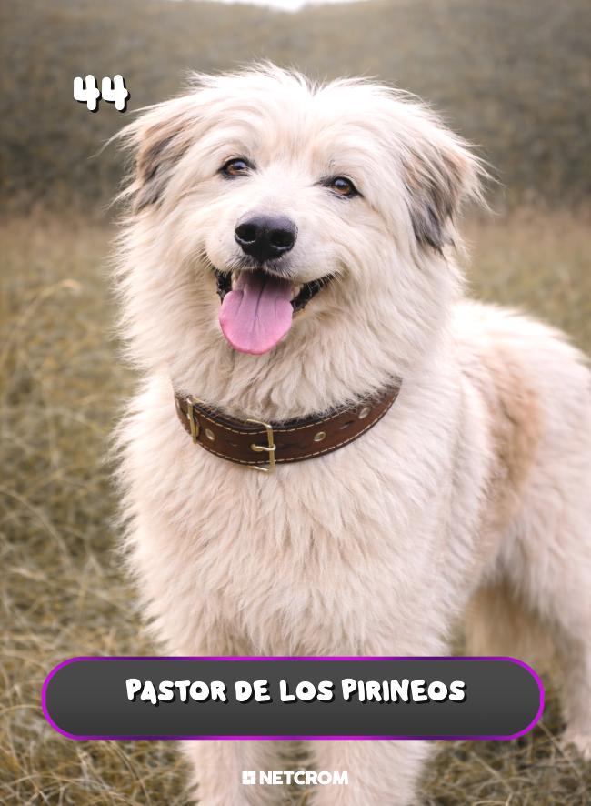 Pastor de los Pirineos