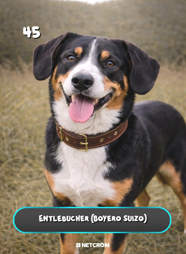 Entlebucher (Boyero Suizo)