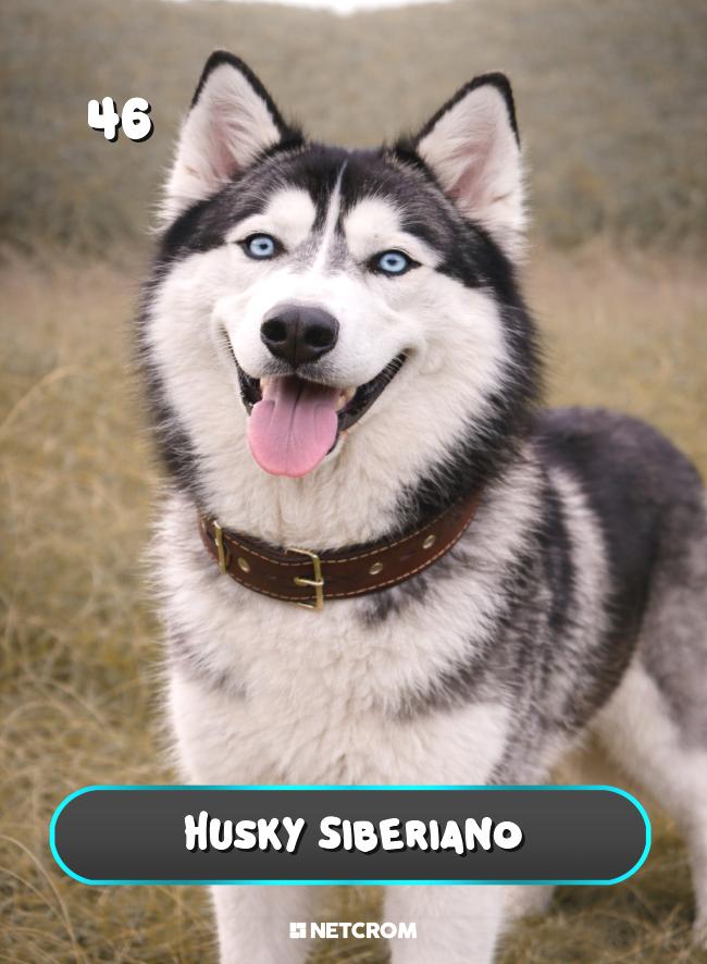 Husky Siberiano