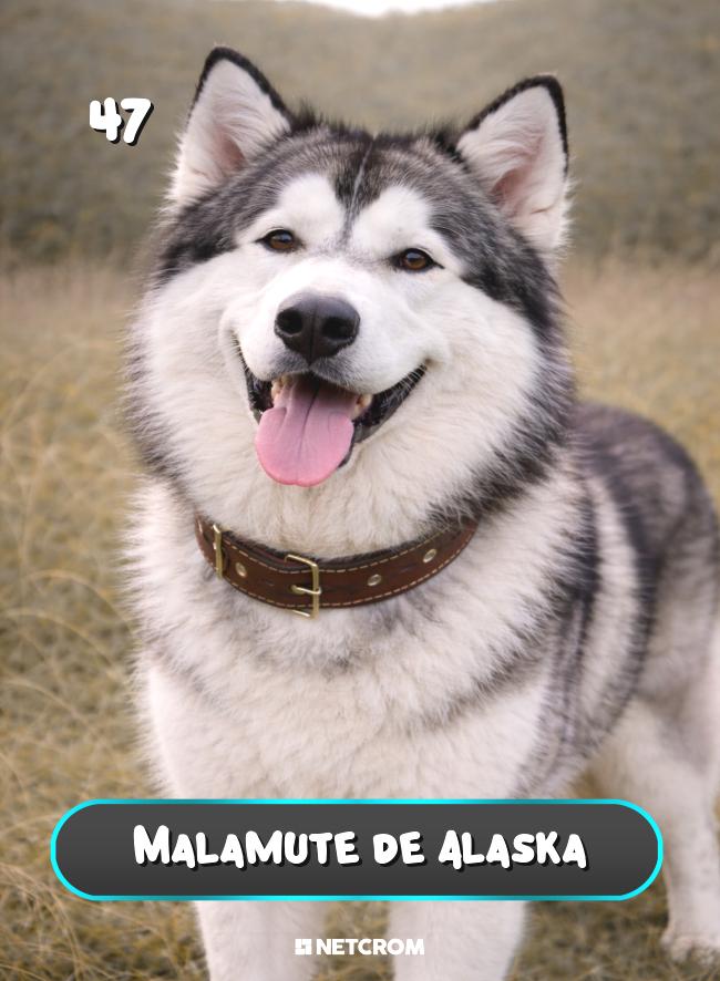 Malamute de Alaska