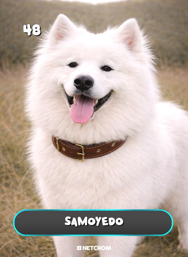 Samoyedo