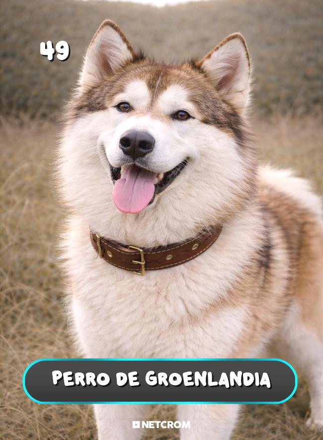 Perro de Groenlandia