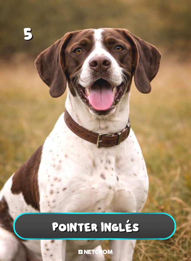 Pointer Inglés