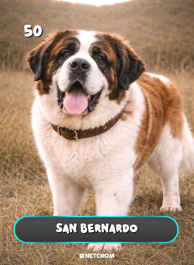 San Bernardo