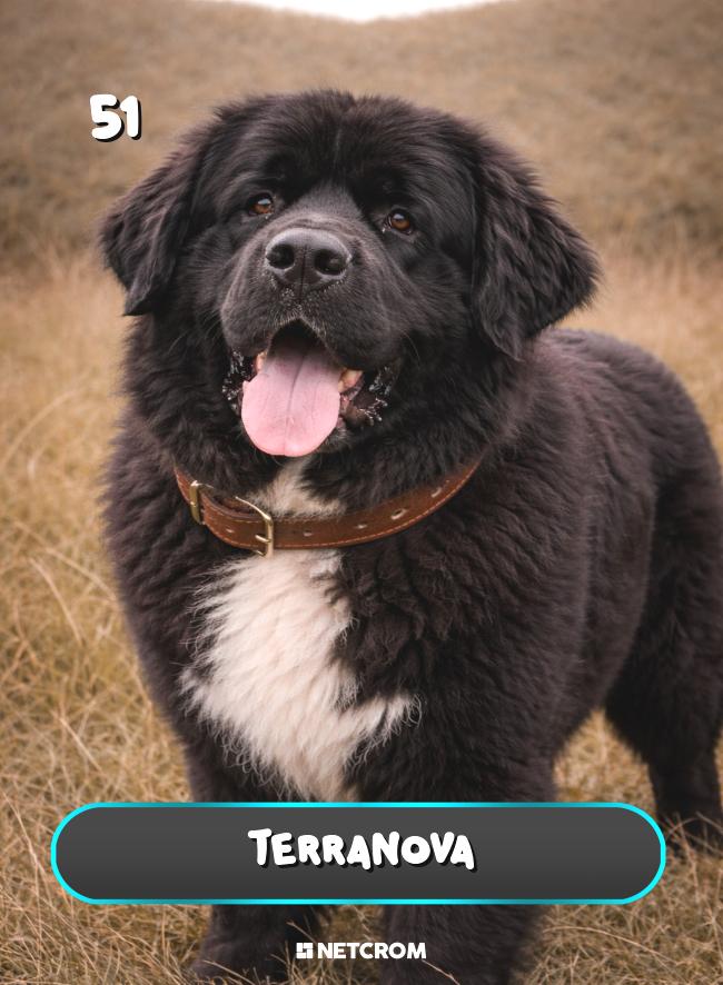 Terranova