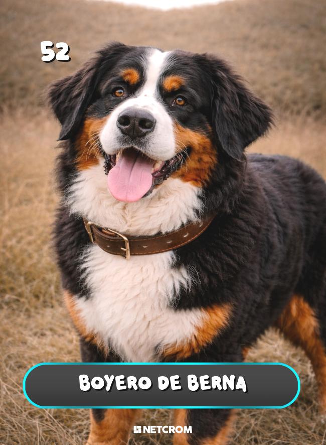 Boyero de Berna
