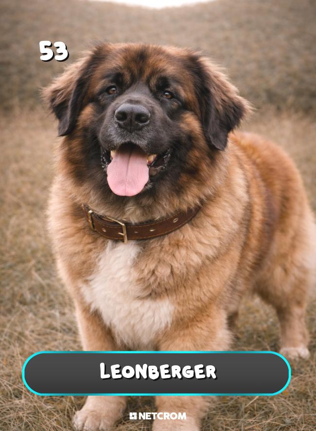 Leonberger