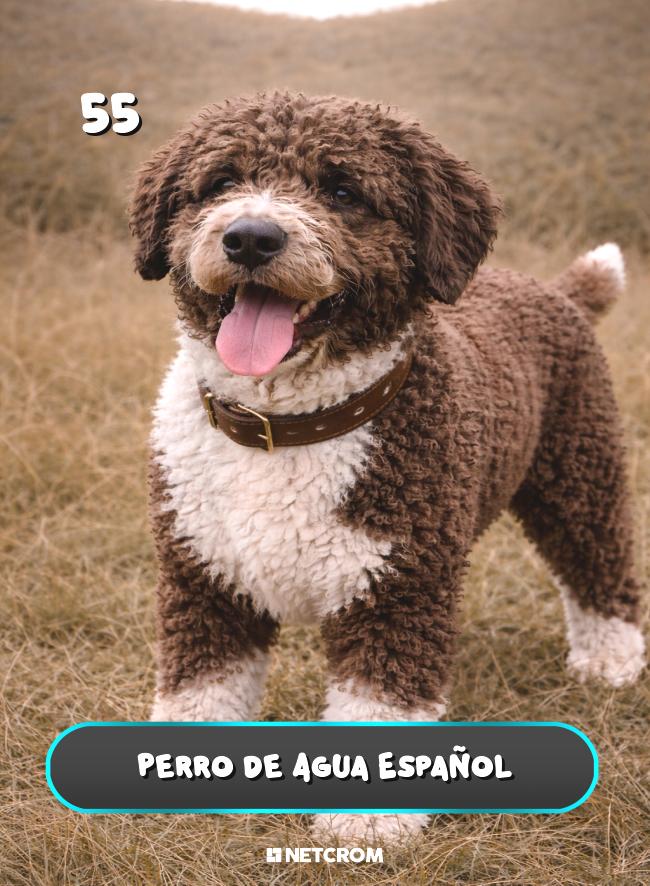 Perro de Agua Español