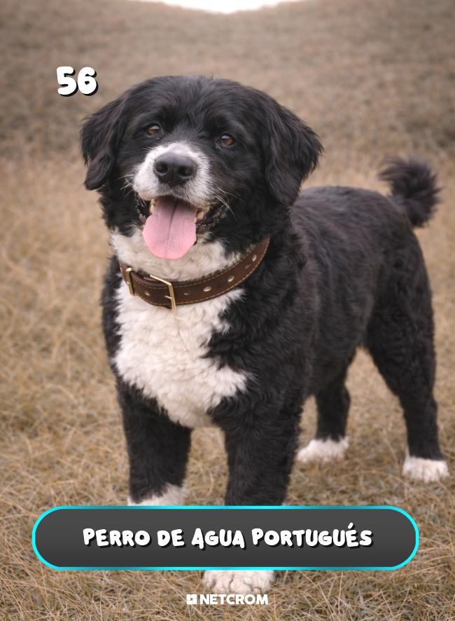 Perro de Agua Portugués
