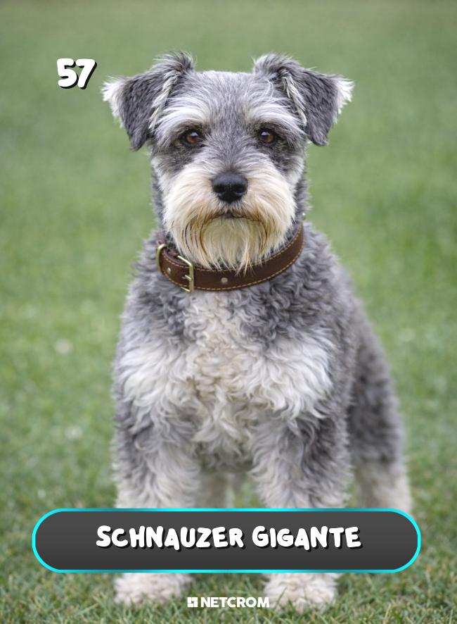 Schnauzer Gigante